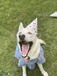Husky/Lab female looking for a stud Listing Image