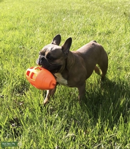 French bulldog stud  Listing Image