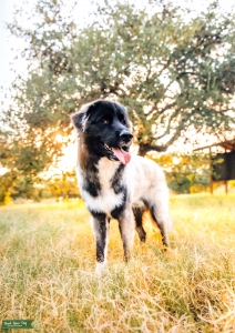 Beautiful Black, White, and Tan Male Mix Listing Image