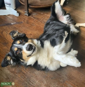 Tri color Australian Shepherd Listing Image