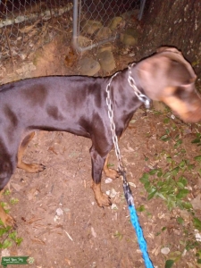 Red doberman pinscher Listing Image