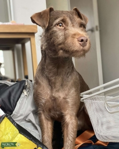 Handsome Chocolate Patterdale wants to become a dad Listing Image