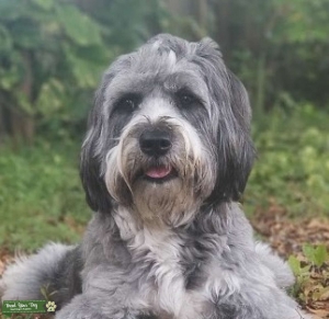 Looking for a handsome Poddle or Aussie doddle Listing Image