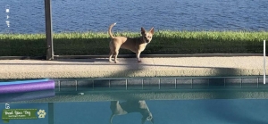 Looking to Breed Listing Image