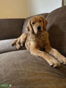 Golden retriever  Listing Image