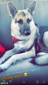 Male German Shepherd Looking For Mate  Listing Image