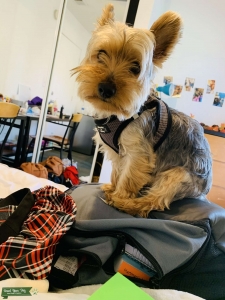 AKC Yorkshire Terrier Stud  Listing Image