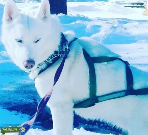 CHAMPION BLOODLINE AKC SIBERIAN HUSKY SLED DOG STUD!!!! Listing Image