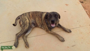 Akc English mastiff stud Listing Image