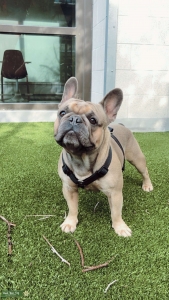 Male French Bulldog Listing Image