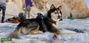 Calm Husky Mix Male Listing Image