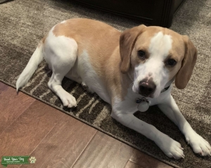 100% Pure Lemon Beagle looking for Female Listing Image