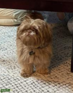 Imperial shihtzu female Listing Image