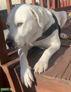 Looking for a female dog  Listing Image