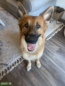 German Shepherd  Listing Image
