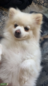 Need boyfriend for my baby Listing Image