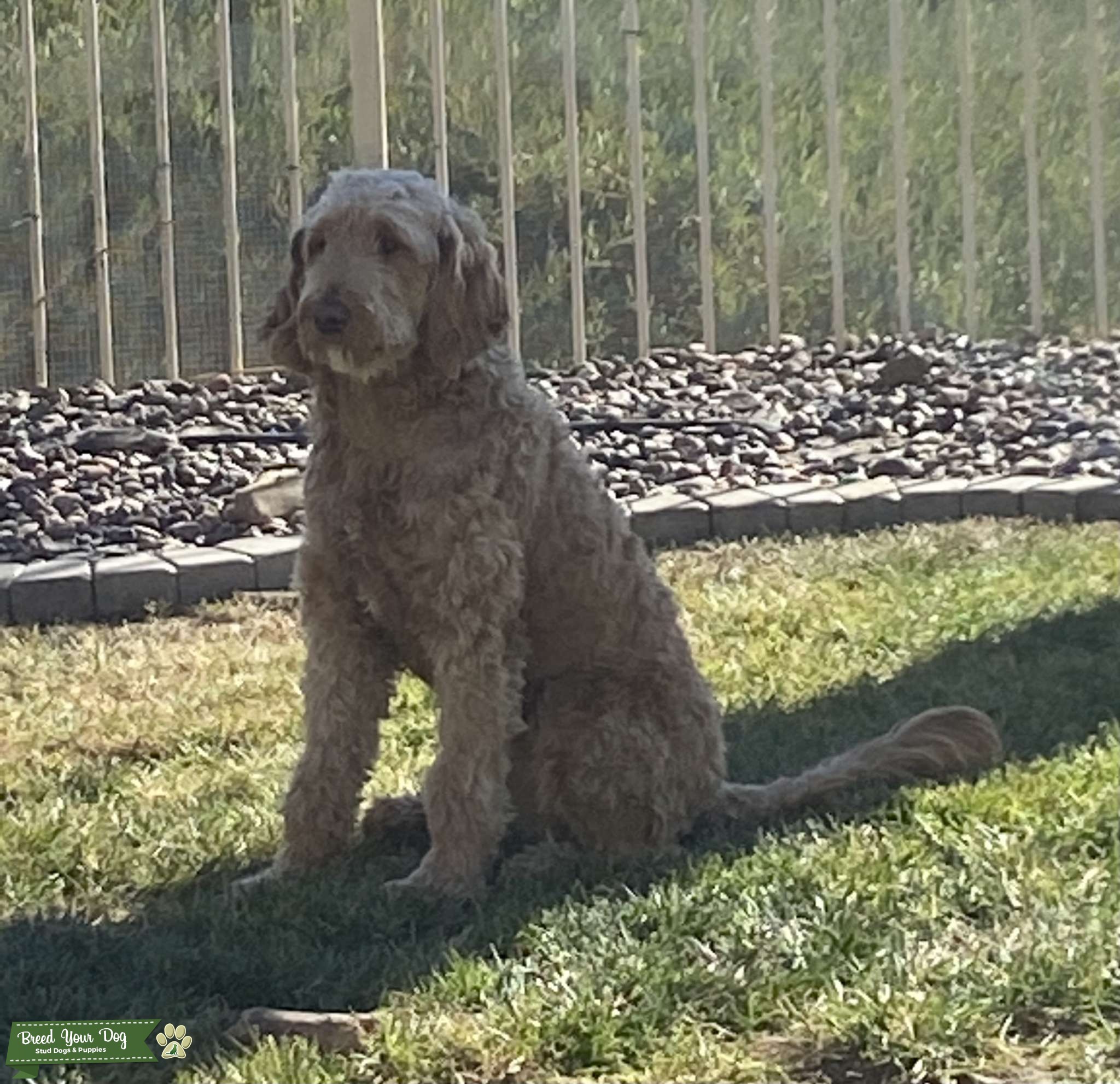 Looking for Goldendoodle Stud pick of the litter Stud Dog in Inland