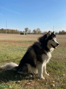 6 Y/O CKC Male Listing Image