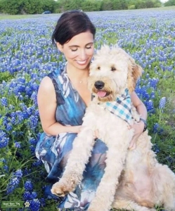 Golden doodle Stud  Listing Image