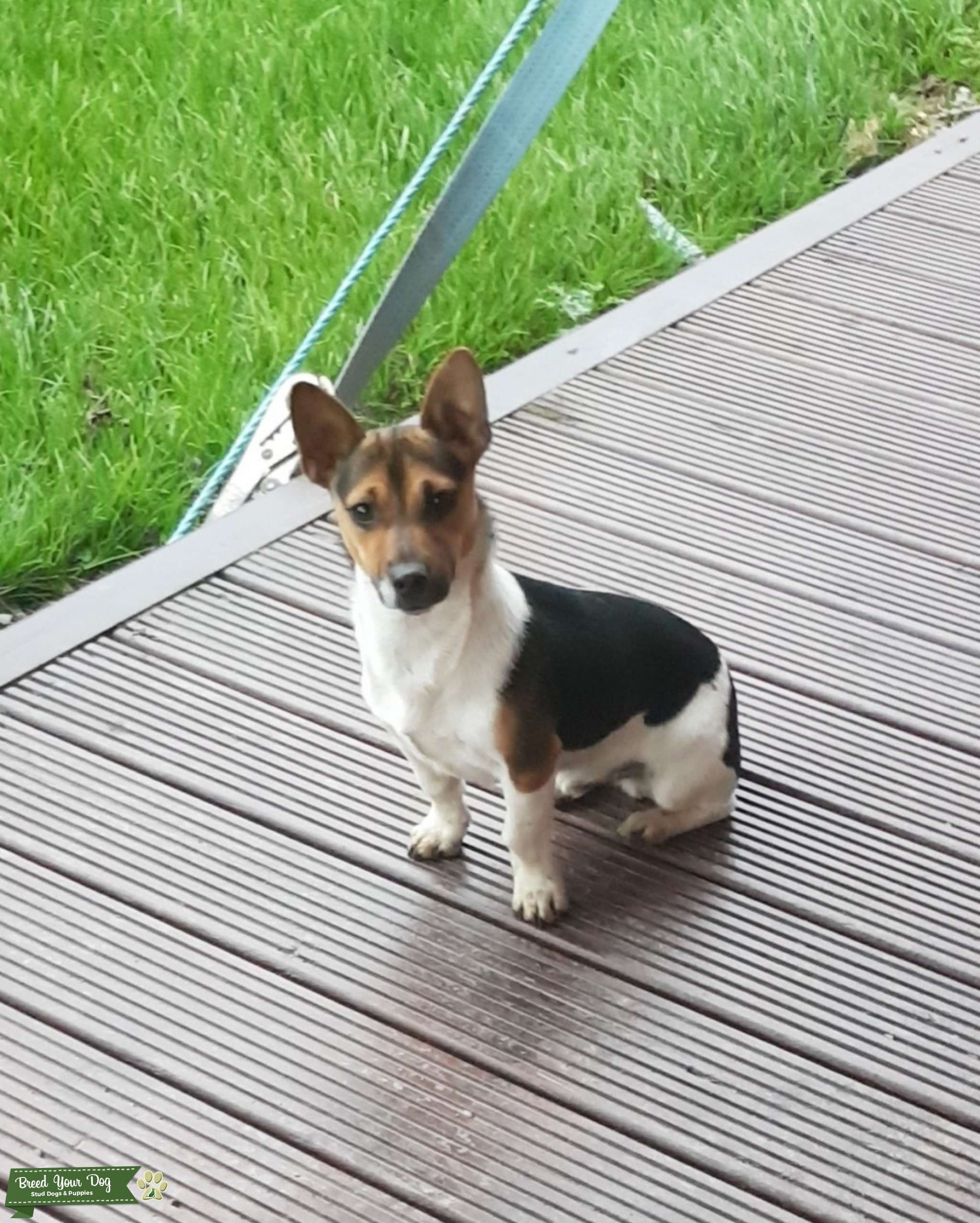 Jack Russell Stud Stud Dog Wexford Breed Your Dog