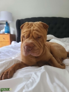 Miniature Sharpei Listing Image