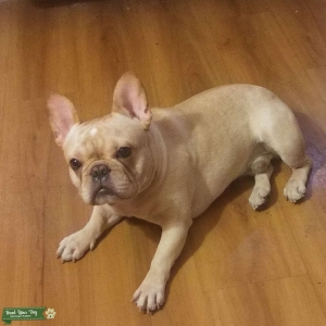 Davinci The Frenchie Listing Image