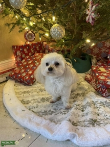 Hello! I’m Athena a pure maltipoo, looking a mate! In the Florida area. Listing Image
