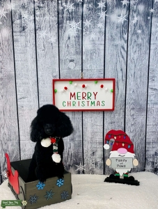 My Curly Hair Minature Poodle (Stud Master) Listing Image