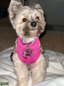 Looking to breed Listing Image