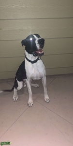 Male Mantel Great Dane Listing Image