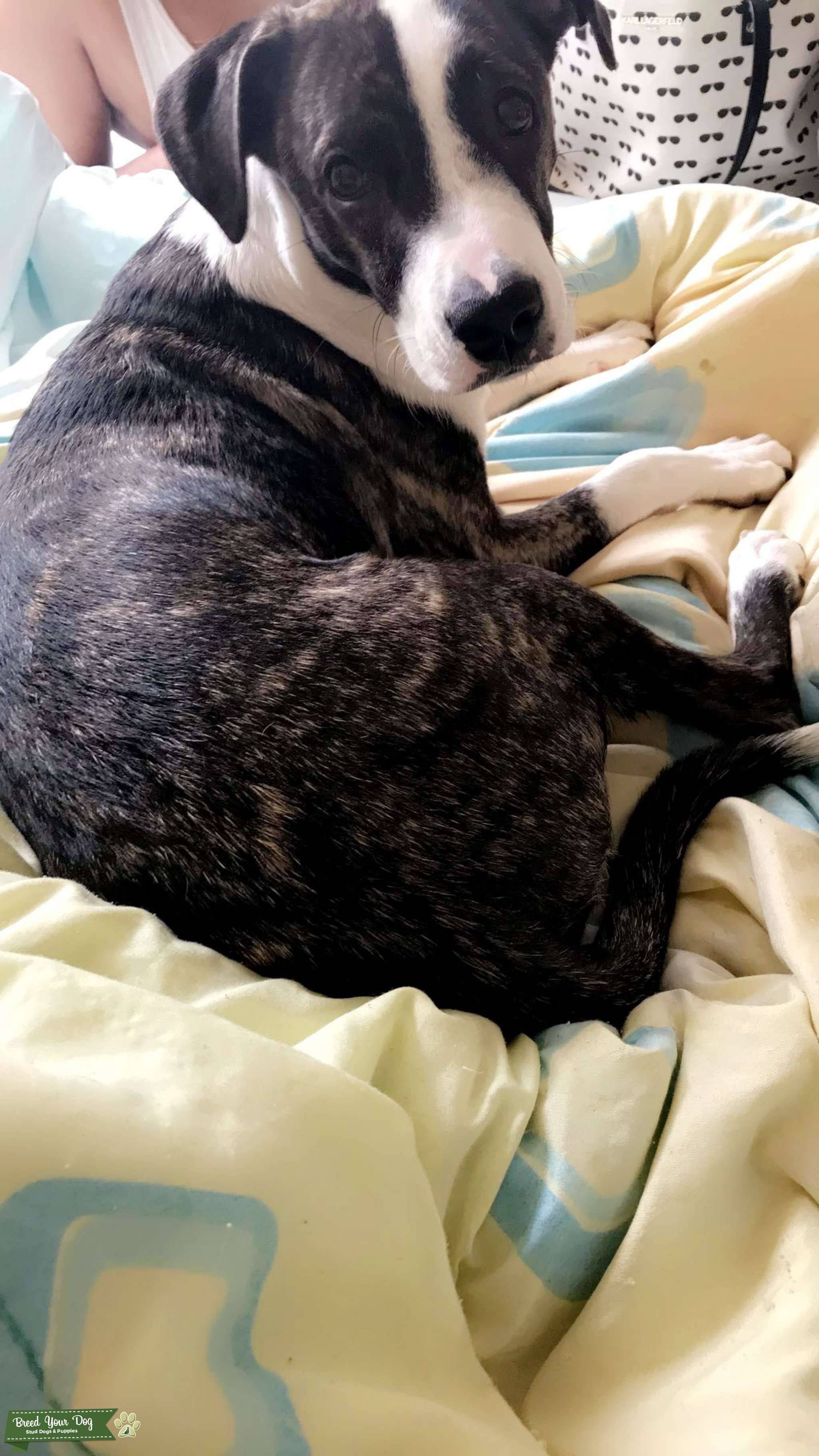 Dog ready to mate Stud Dog in Maryland , the United States Breed