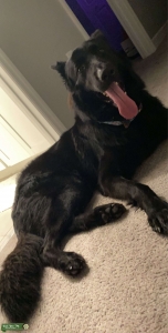 Black longhair german shepard Listing Image
