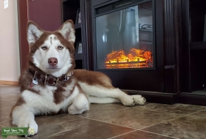 Husky/Malamute  Listing Image
