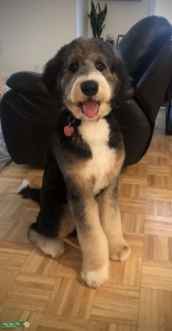 Handsome Bernedoodle Looking to Stud Listing Image