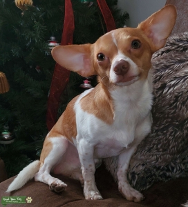 Brown & White Chihuahua  Listing Image