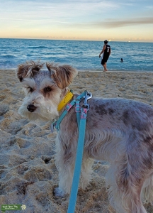 AKC Mini Schnauzer Listing Image