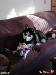 Siberian Husky Male Listing Image