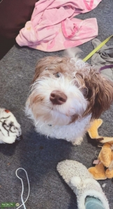 2nd generation silky white and tan Schnoodle Listing Image