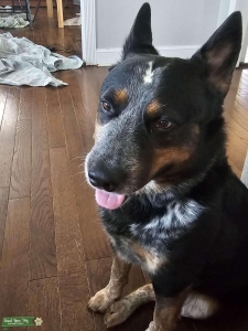 Blue heeler Listing Image