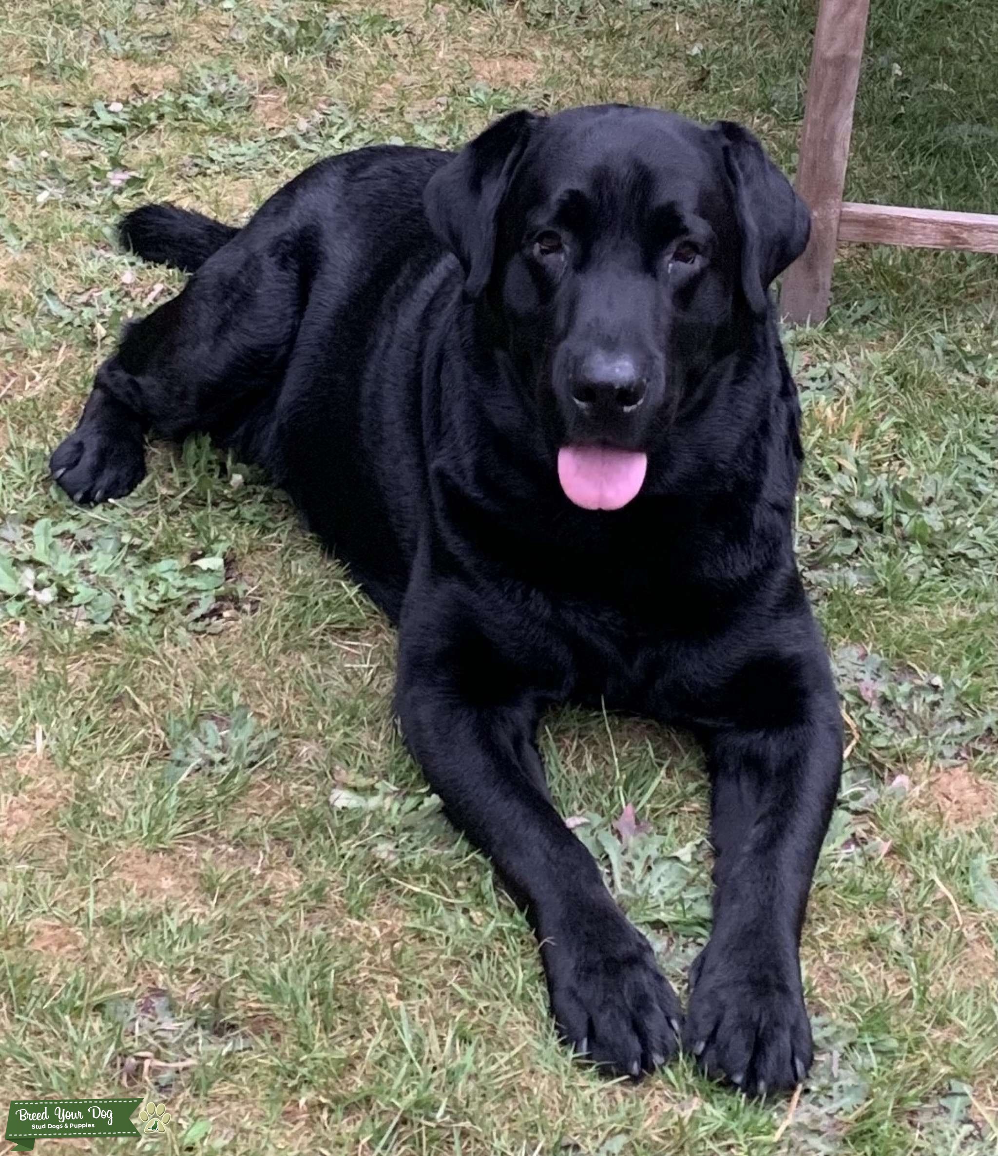 Black Labrador Stud Stud Dog Coventry, West Midlands Breed Your Dog