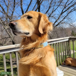 Golden Retreiver Stud Dog Listing Image