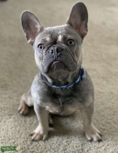 Handsome Frenchie for STUD Listing Image