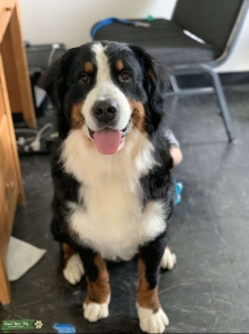 Bernese Mountain Dog Listing Image