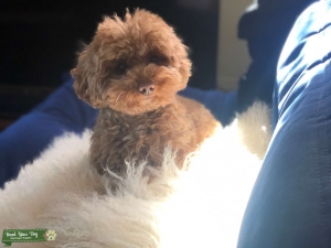 Toy red poodle Listing Image