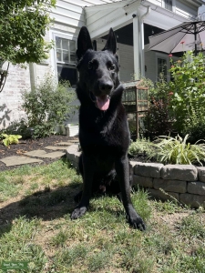 Stud dog  Listing Image