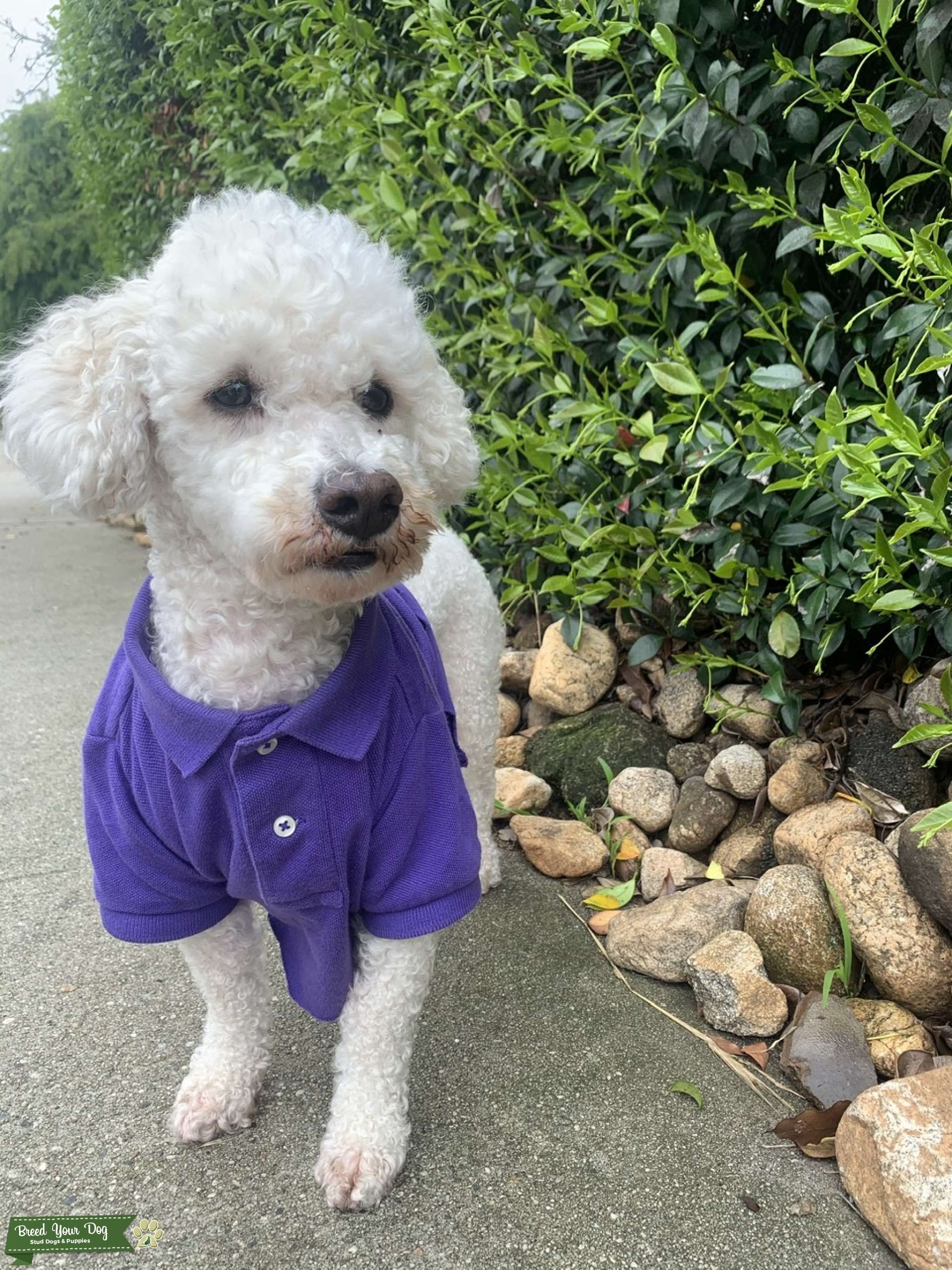 Stud bichon fries Stud Dog West Covina Breed Your Dog