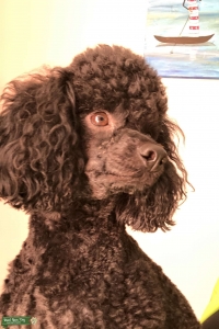 Black Miniature Poodle  Listing Image