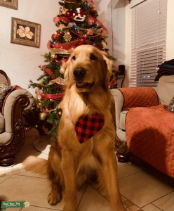 Stud dog  Listing Image