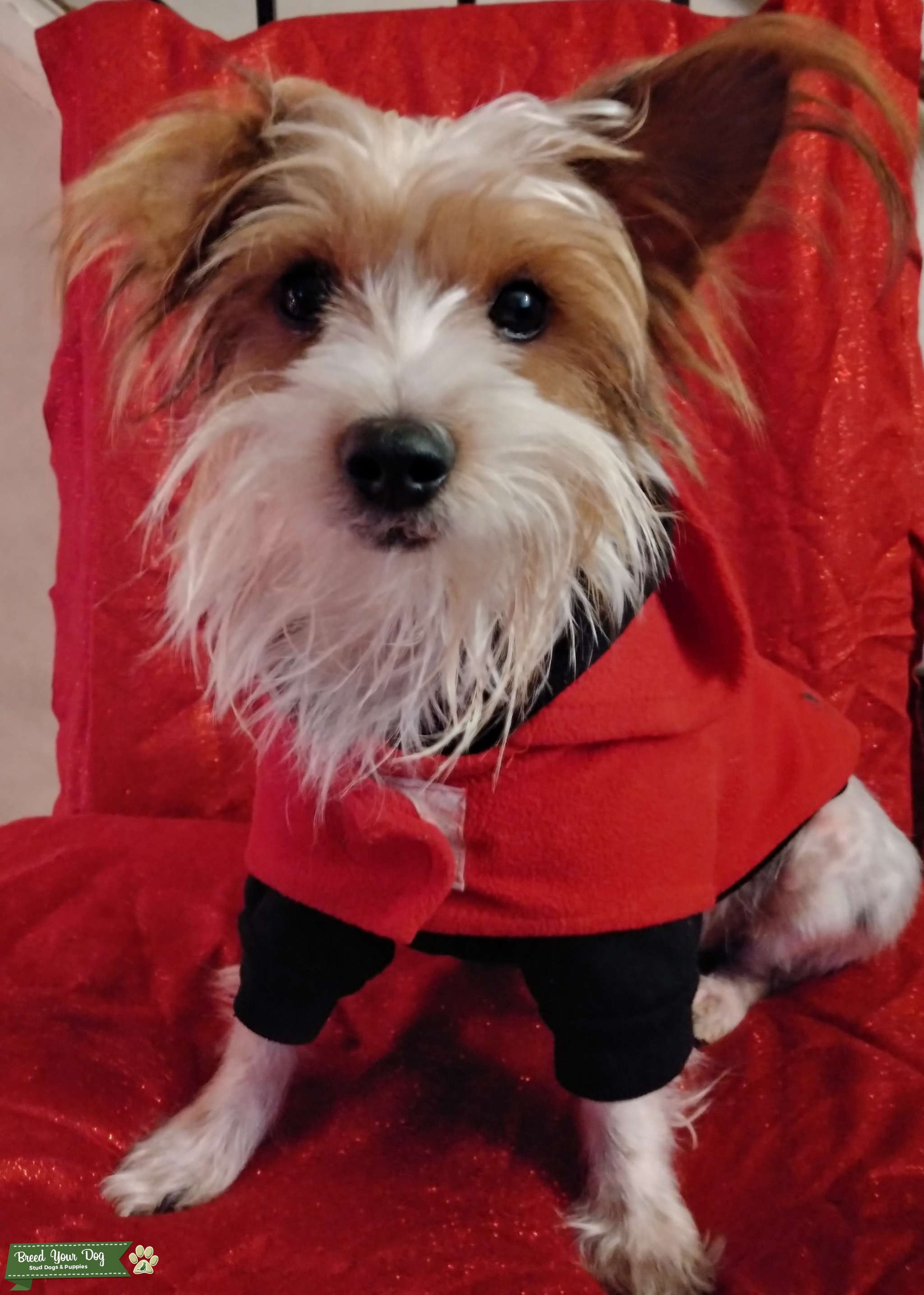 Stud Stud Dog IN Breed Your Dog