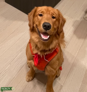 Want one litter from our Red Golden Listing Image